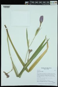 Iris fulva image