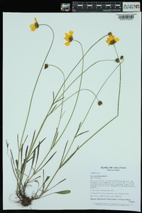 Coreopsis lanceolata image