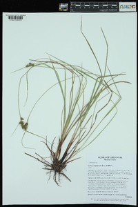 Carex complanata image