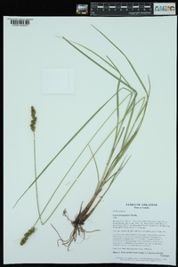 Carex triangularis image