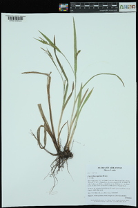 Carex flaccosperma image