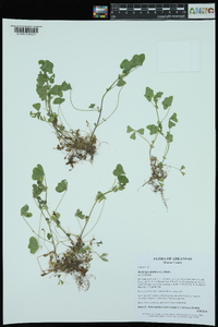 Medicago arabica image