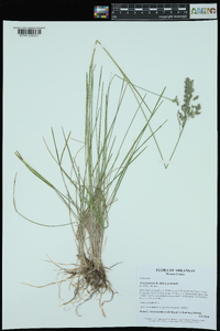 Poa pratensis subsp. pratensis image