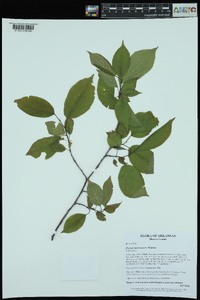 Prunus mexicana image