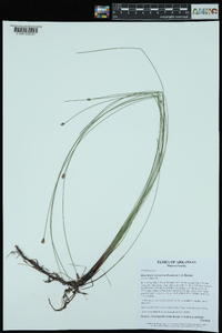 Eleocharis tenuis image