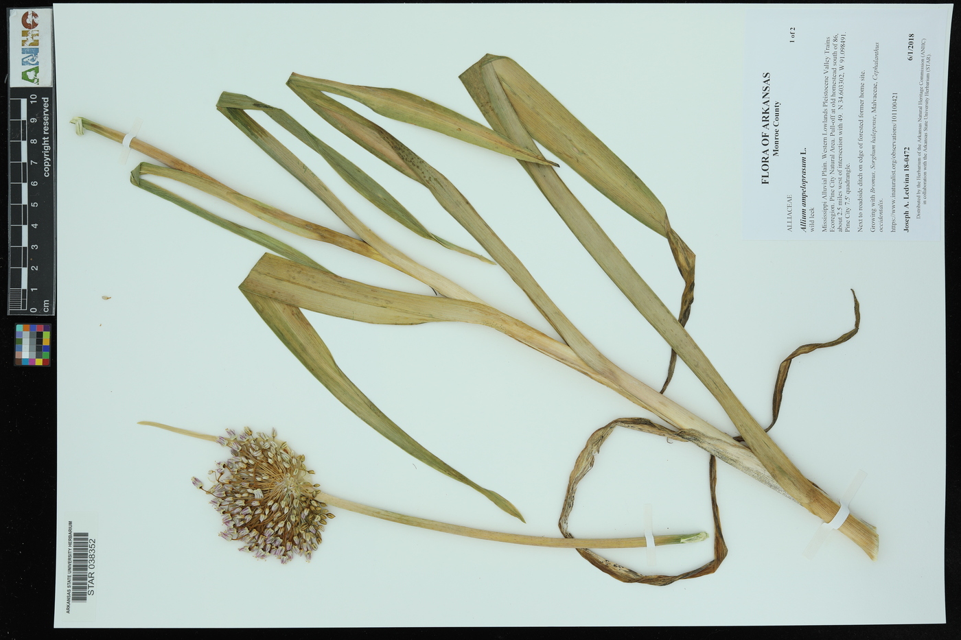 Allium ampeloprasum image