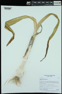 Allium ampeloprasum image