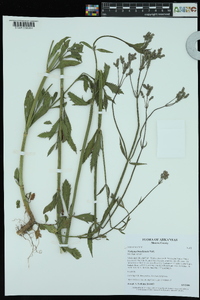 Verbena brasiliensis image