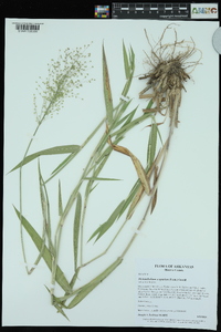 Dichanthelium scoparium image