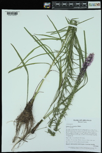 Liatris pycnostachya image