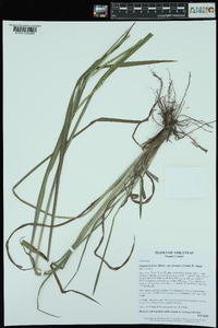 Paspalum laeve image