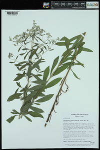 Eupatorium semiserratum image