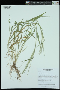 Digitaria ciliaris image