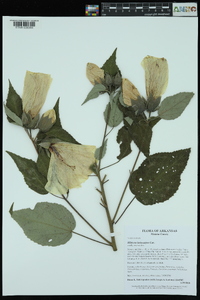 Hibiscus lasiocarpos image