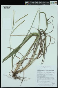 Paspalum laeve var. circulare image