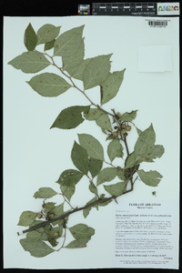 Styrax americanus var. pulverulentus image