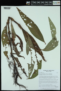 Persicaria densiflora image