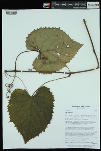 Vitis vulpina image