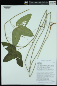 Passiflora lutea image