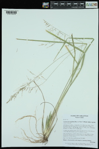 Coleataenia rigidula subsp. rigidula image