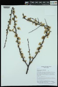 Prunus angustifolia image