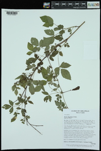 Rubus flagellaris image