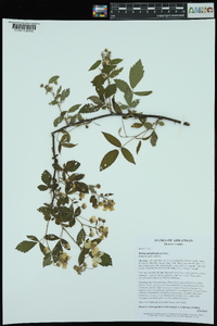 Rubus pensilvanicus image