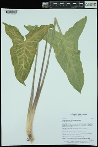 Arum italicum image