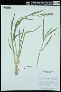 Echinochloa colona image