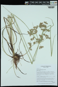 Cyperus pseudovegetus image