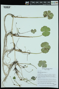 Hydrocotyle ranunculoides image