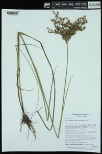 Juncus nodatus image