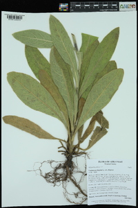Verbascum thapsus subsp. thapsus image