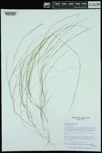 Aristida longespica image