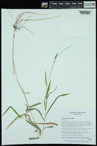 Leersia virginica image