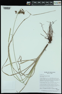 Cyperus pseudovegetus image