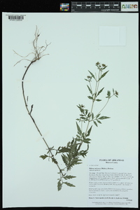 Bidens aristosa image