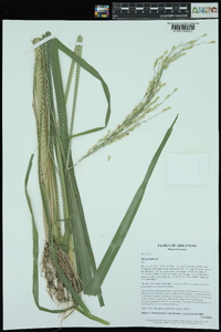 Oryza sativa image