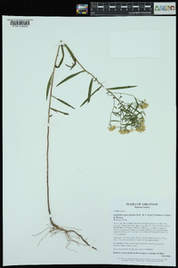 Euthamia leptocephala image