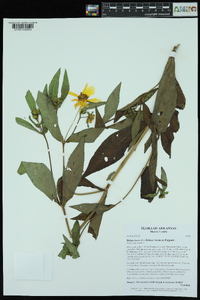 Bidens laevis image