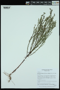 Hypericum drummondii image