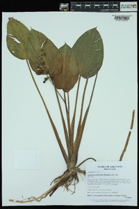 Sagittaria platyphylla image