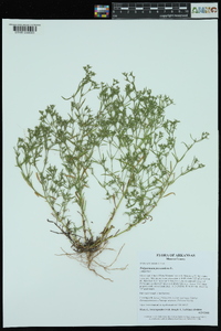 Polypremum procumbens image