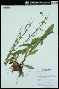 Verbascum blattaria image