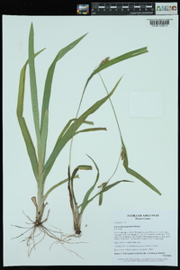 Carex flaccosperma image