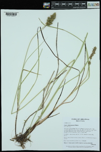 Carex oklahomensis image