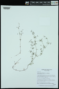 Galium obtusum image