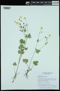 Ranunculus sardous image