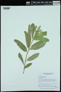 Asclepias viridis image