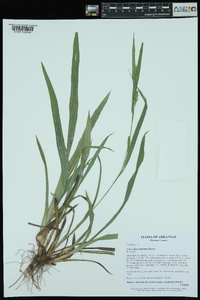 Carex flaccosperma image